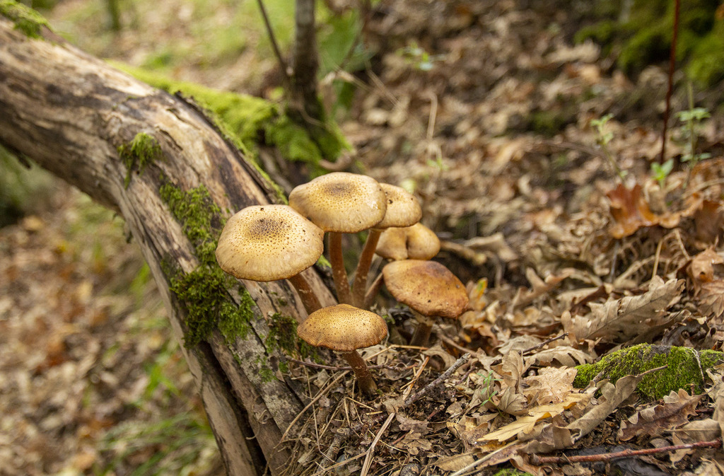 Biodiversity habitat in the Vale do Lourêdo valley