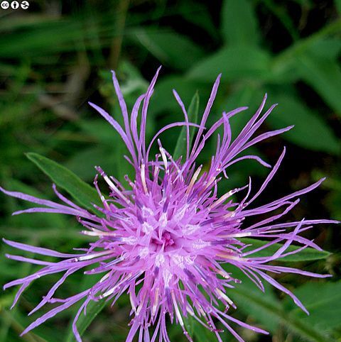 Biodiversity habitat in the Vale do Lourêdo valley