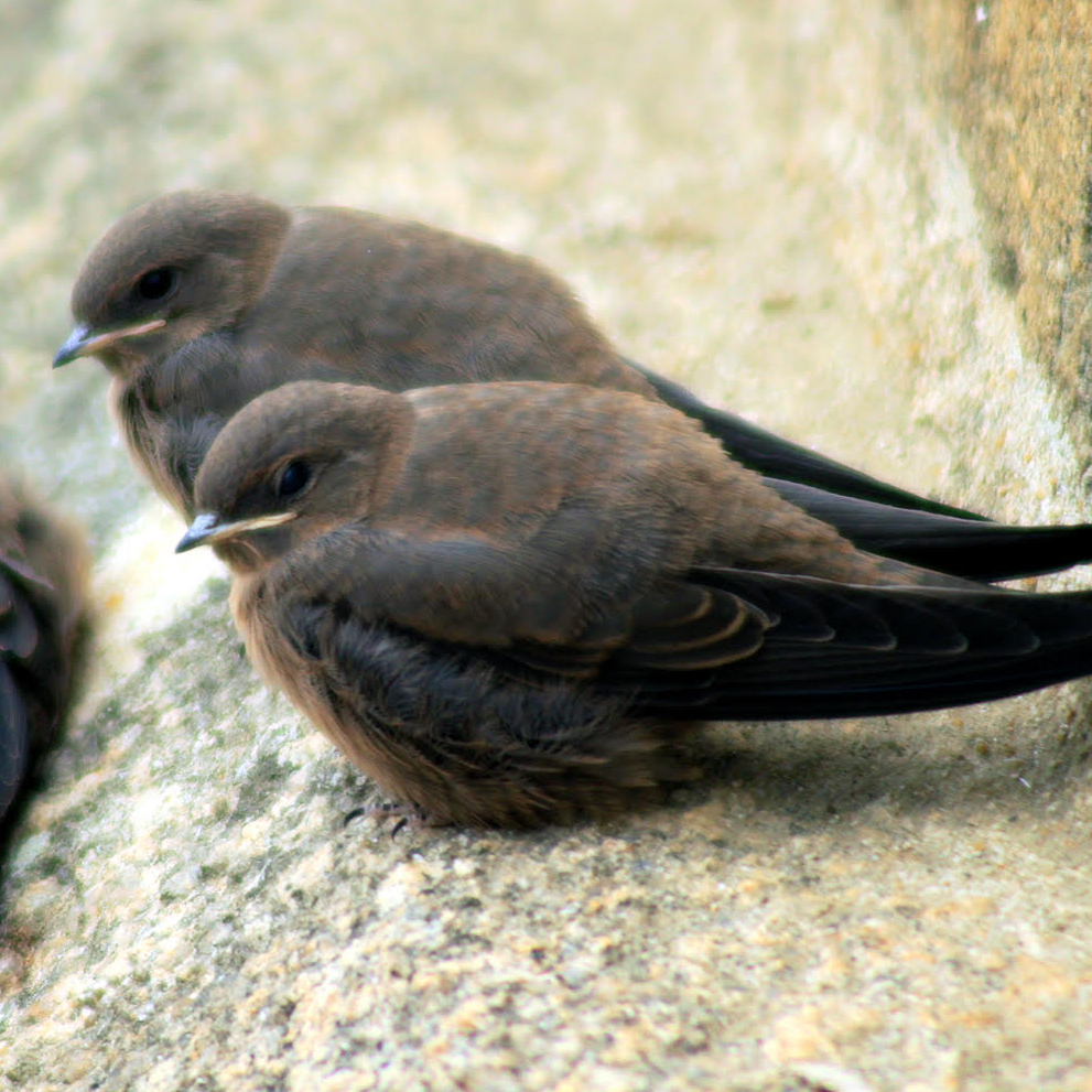 Biodiversity habitat in the Vale do Lourêdo valley
