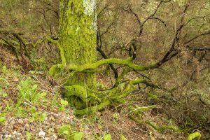 Native oak forest in Northern Portugal
