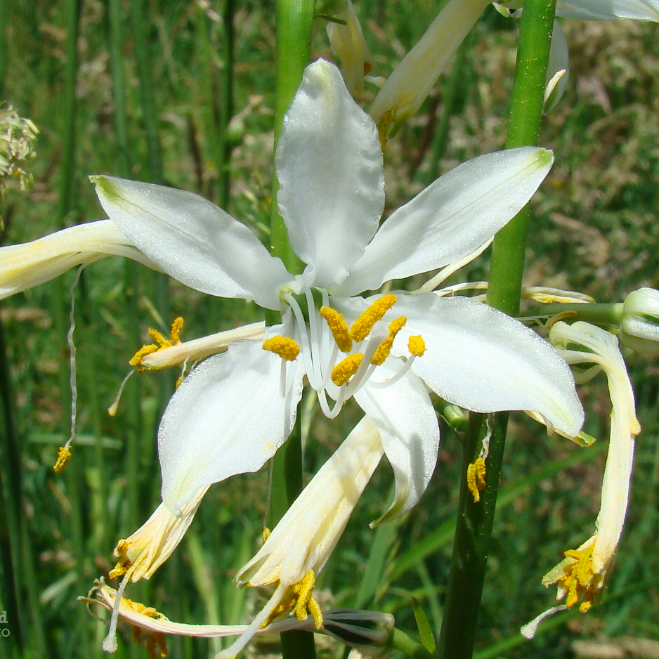 Biodiversity habitat in the Vale do Lourêdo valley