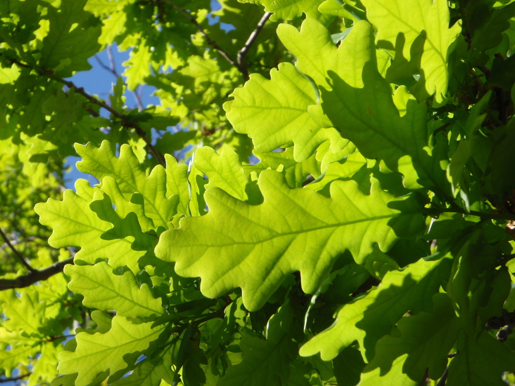 Native oak forest in Northern Portugal