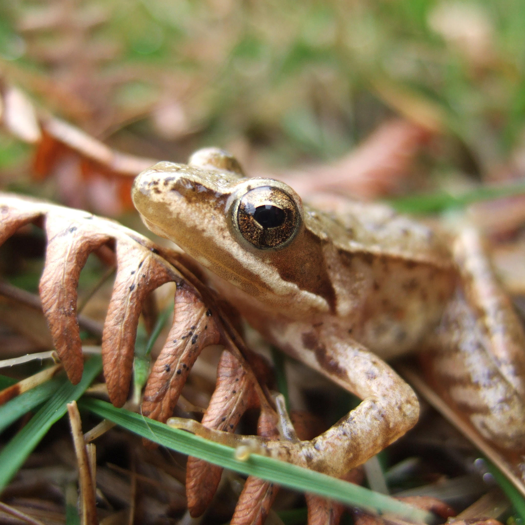 Biodiversity habitat in the Vale do Lourêdo valley