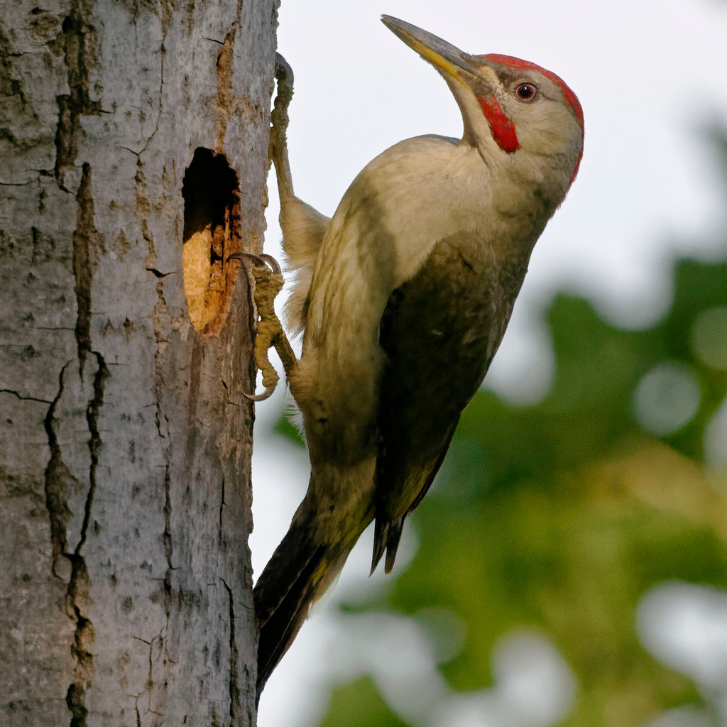 Biodiversity habitat in the Vale do Lourêdo valley