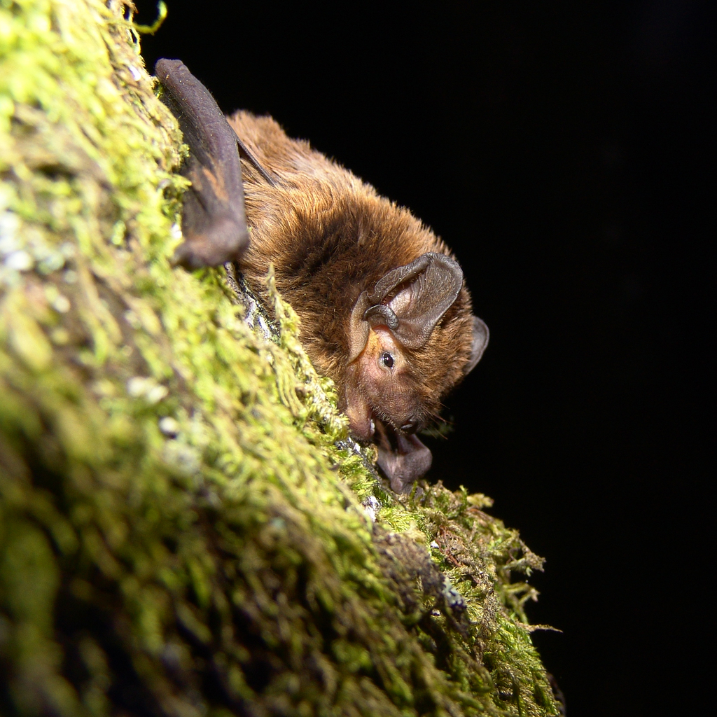 Biodiversity habitat in the Vale do Lourêdo valley