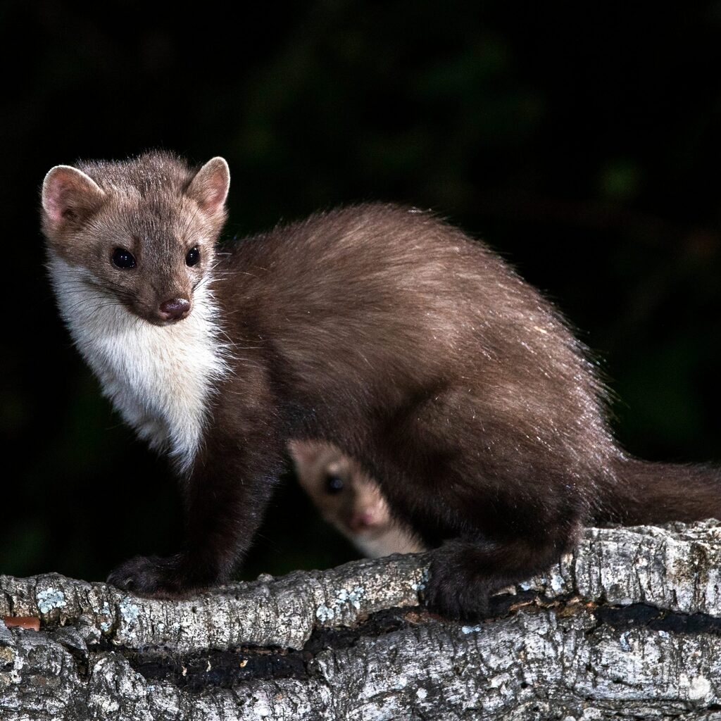 Biodiversity habitat in the Vale do Lourêdo valley