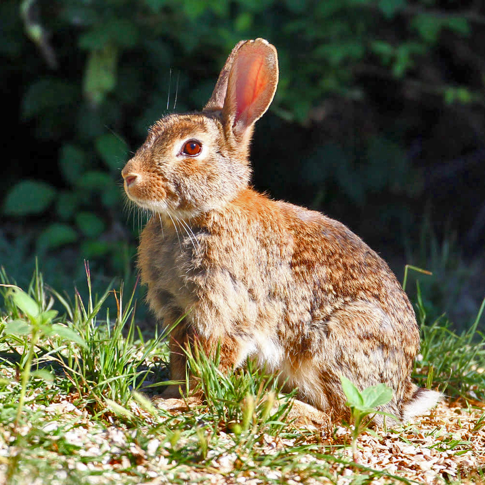Biodiversity habitat in the Vale do Lourêdo valley