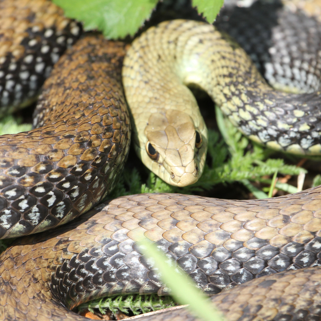Biodiversity habitat in the Vale do Lourêdo valley