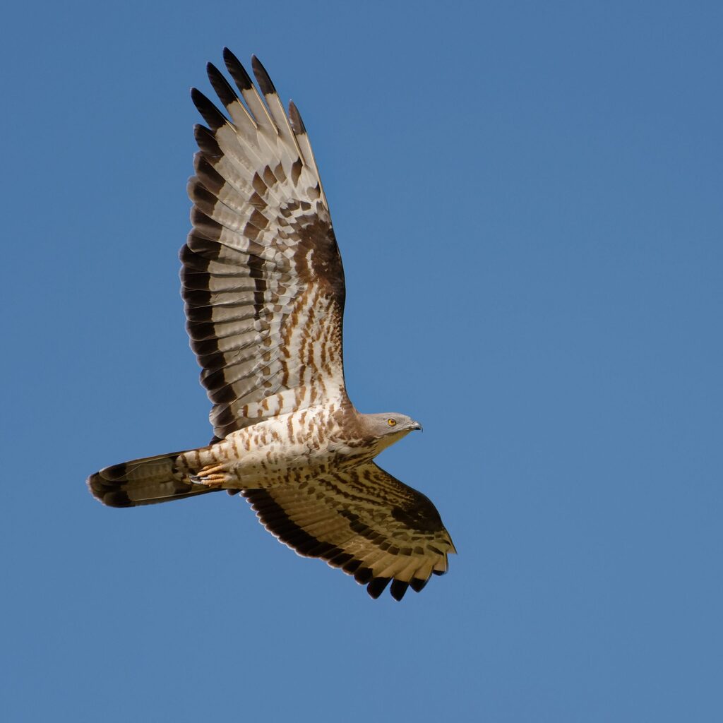 Biodiversity habitat in the Vale do Lourêdo valley