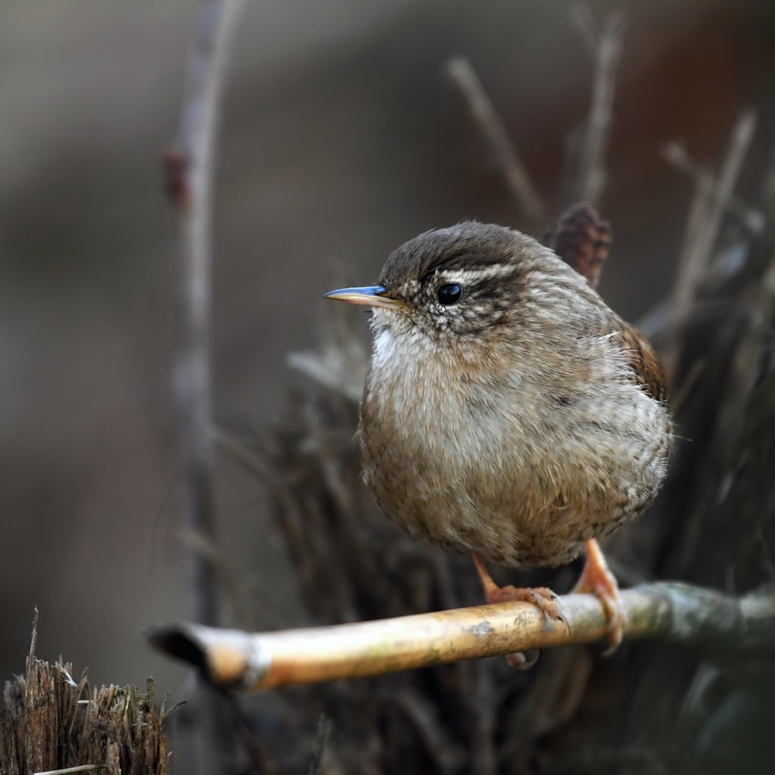 Biodiversity habitat in the Vale do Lourêdo valley