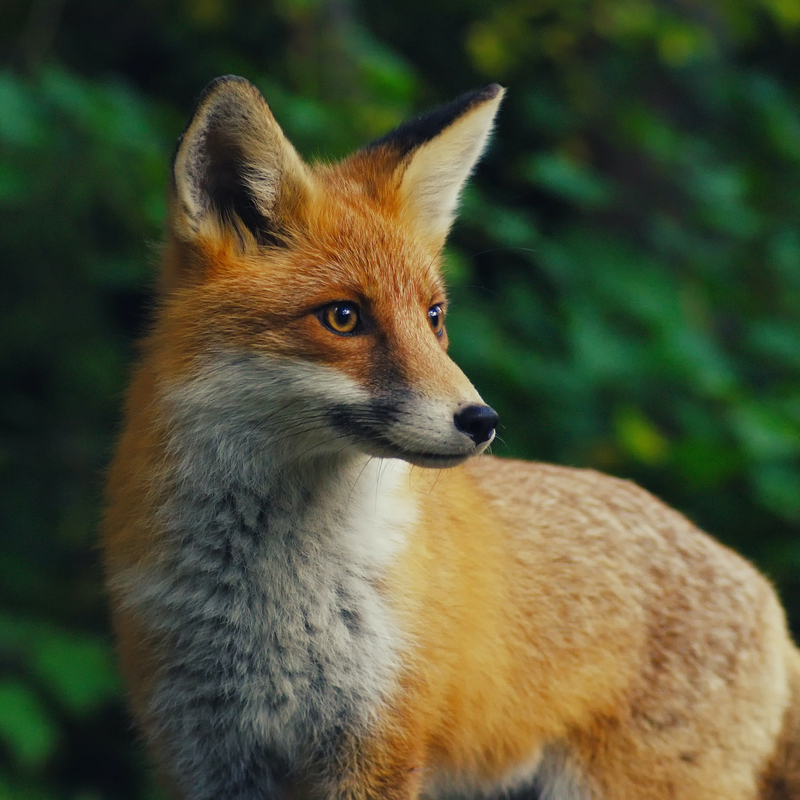 Red Fox