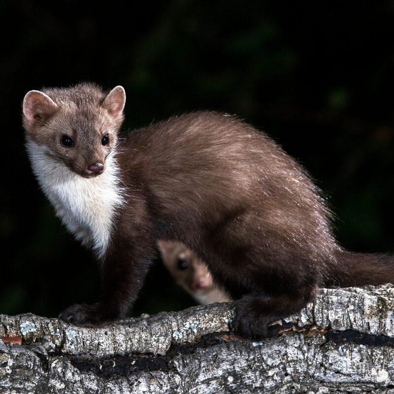 Beech Marten