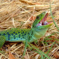 Ocellated Lizard